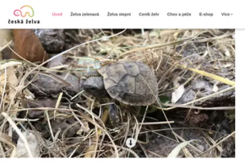Česká želva